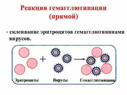 Реакция гемагглютинации