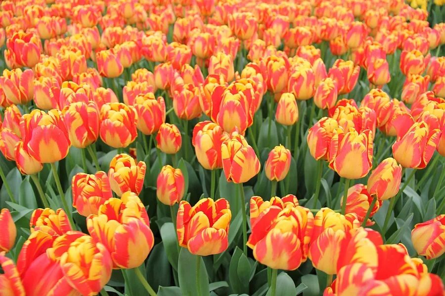 Тюльпан blueberry ripple. Тюльпан смесь (многоцветковые). Тюльпаны вид сверху. Тюльпаны фото. Тюльпаны попугайные.