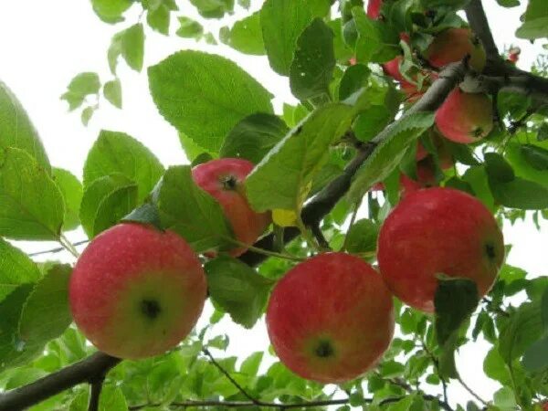 Яблоня алтайский. Яблони полукультурка Алтайское. Полукультурка Алтайское румяное. Яблоня Алтайское румяное. Сорт яблони Алтайское румяное.