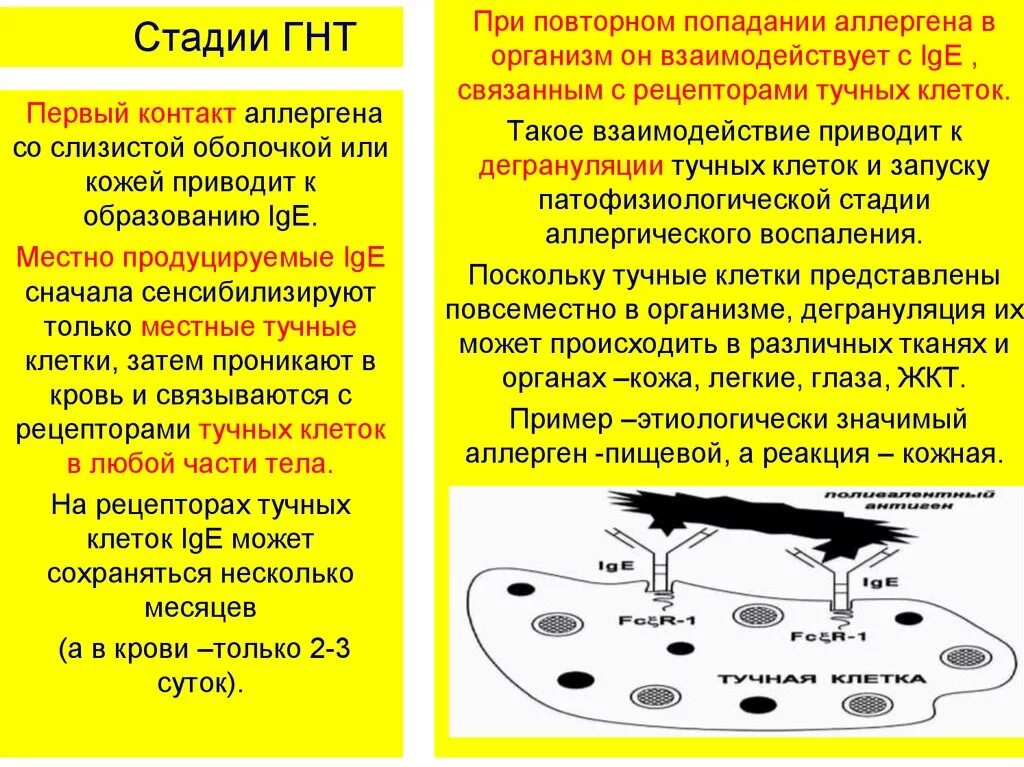 Аллерген контакты. Стадии ГНТ. Гиперчувствительность немедленного типа стадии. Стадии и фазы гиперчувствительности немедленного типа. Этапы гиперчувствительности немедленного типа.