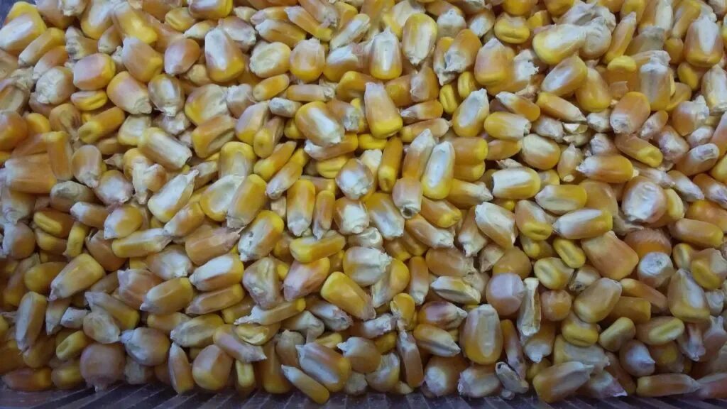 Кормовая кукуруза. Кукуруза (зерно). Кукурузные зерна. Кукуруза зерно фуражное.
