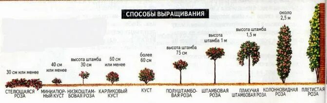Средняя высота роз. Строение бутона розы. Букет из роз на длинной ножке. Средняя высота роз. Сорта красных роз срезка.