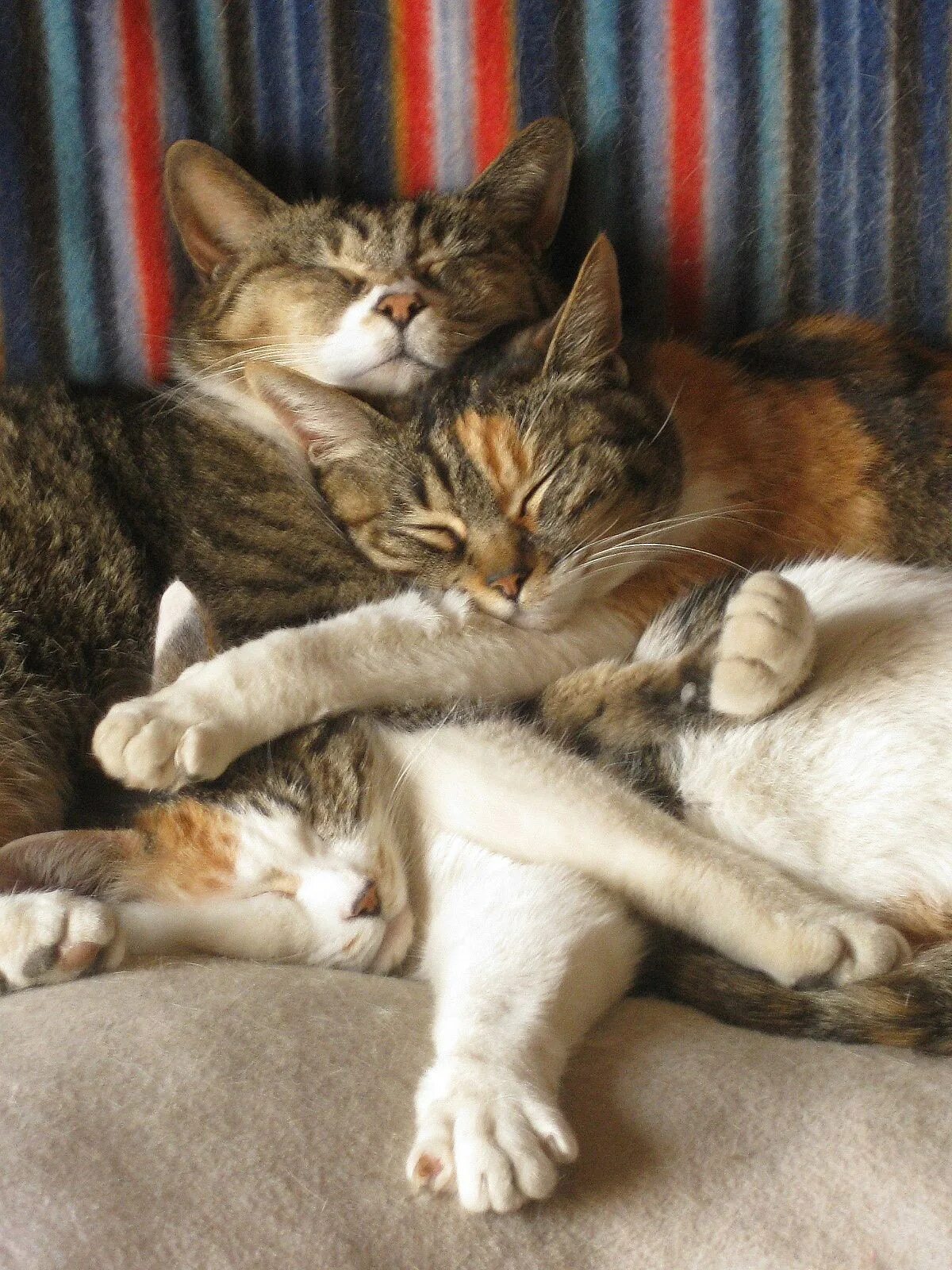 Спящие вместе коты. Котики спят в обнимку. коты спят в обнимку. котята в обнимку.