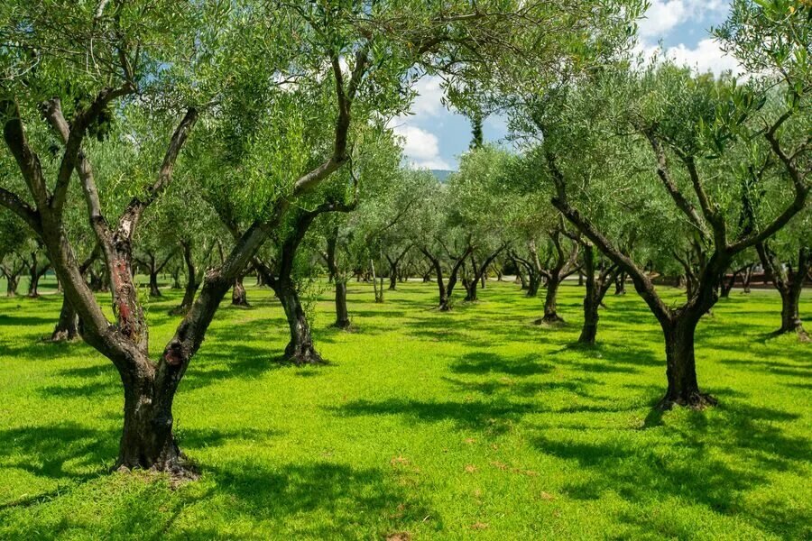 Дерево плантации. Масличная роща Греция. Оливковые Рощи в Греции. Оливковая роща Геншин. Сируана Каталония оливковые Рощи.