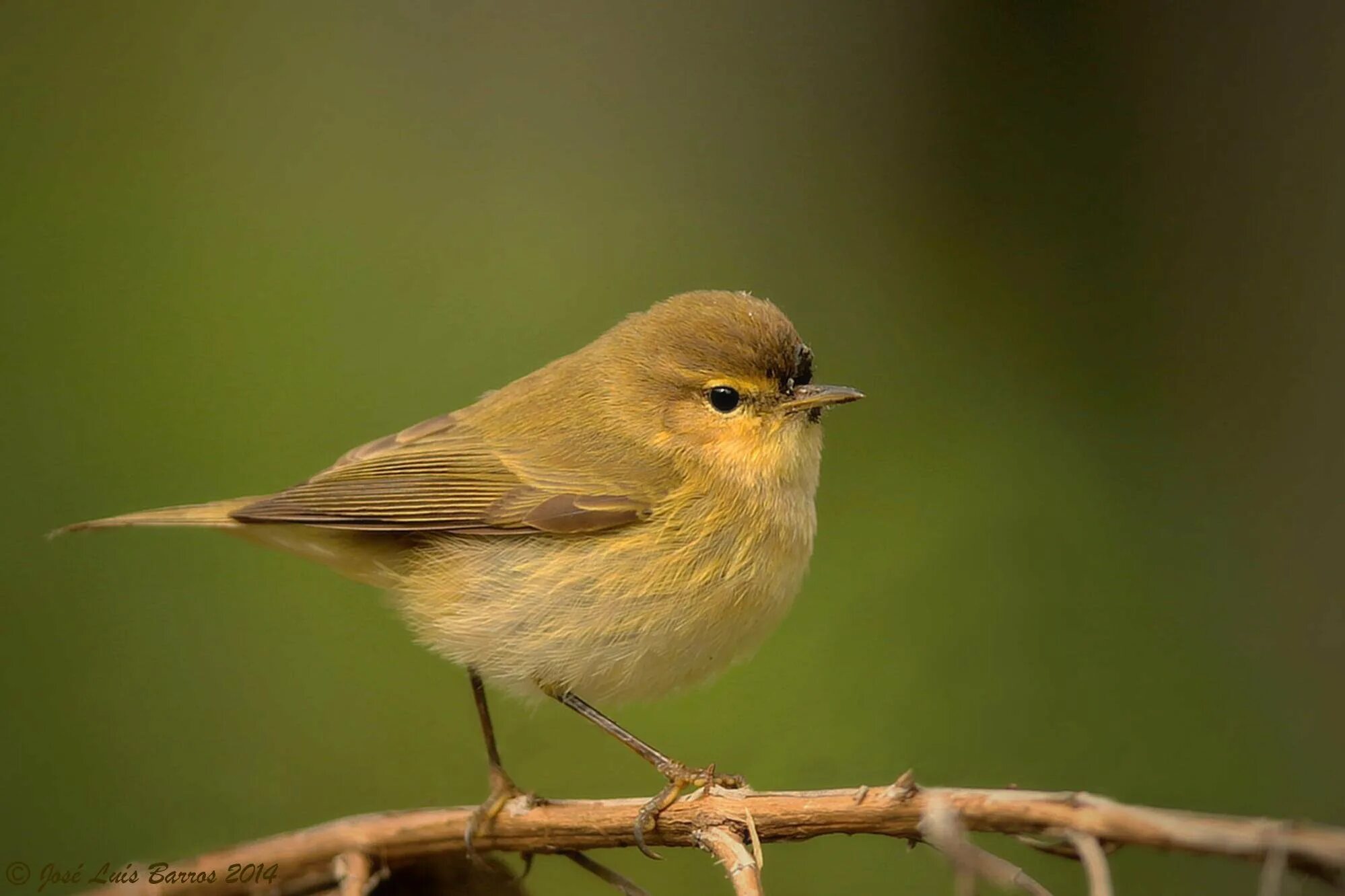 Зелёный саи птица танагровых. Золотобрюхий изумрудный колибри. Птица зеленая коричневая. Птица зеленая коричневая. Зеленая птичка рязанская область.