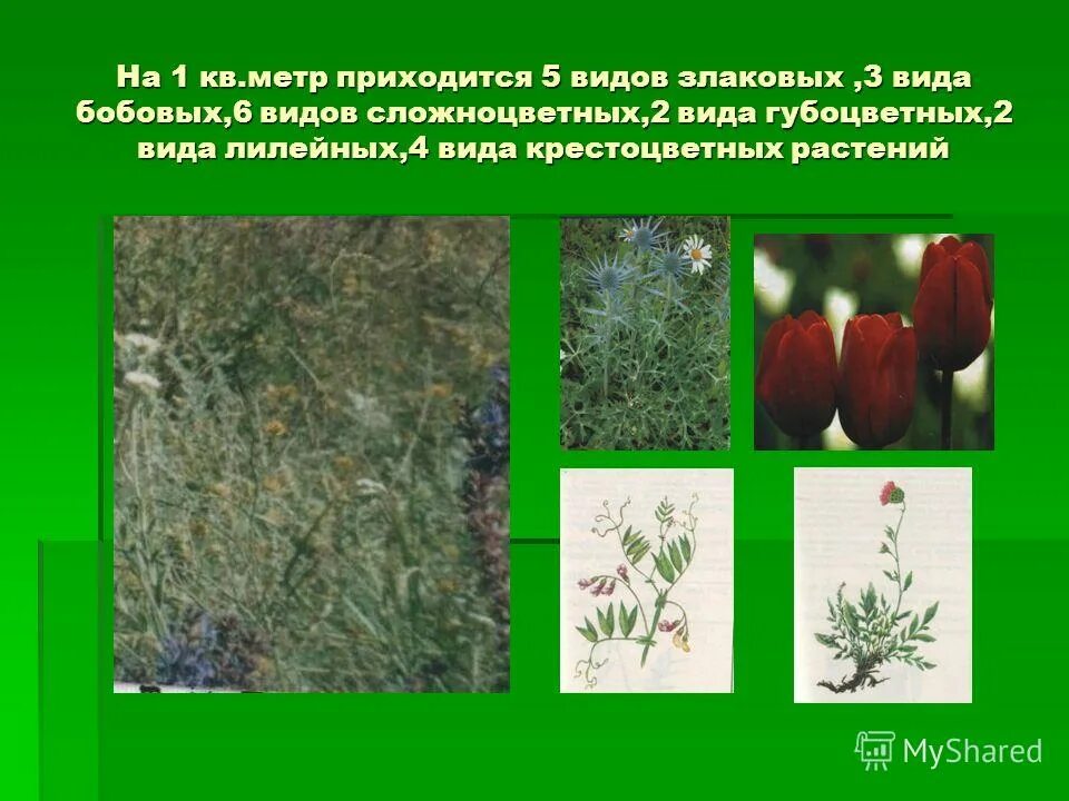 характеристика семейства крестоцветные.