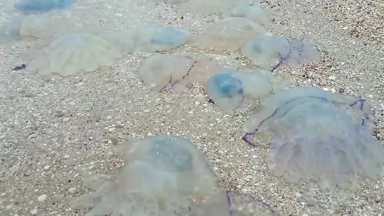 Почему много медуз. Медуза корнерот в Азовском море. Корнерот в Азовском море. Медузы- корнероты в Должанской. Нашествие медуз в Азовском море 2023.