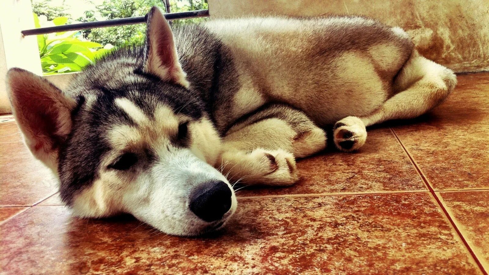 Полу кот полу собака. Лабрадор щенок даиашни. Собака лежит на ковре. Собака на пол. Собака лежит вид сверху.