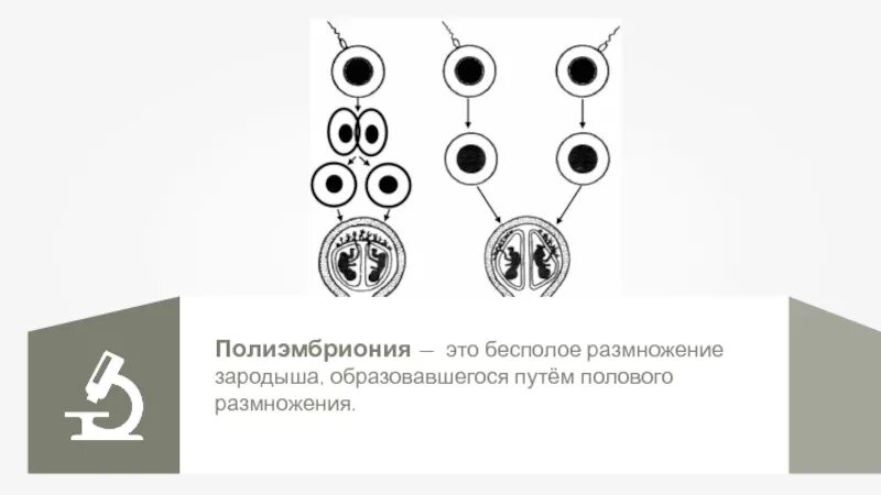 Полиэмбриония какое размножение. Схема размножения полиэмбриония. Размножение броненосцев полиэмбриония. Полиэмбриония бесполое размножение. Полиэмбриония у человека.