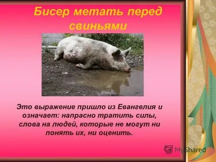 Не бросайте жемчуга вашего перед свиньями