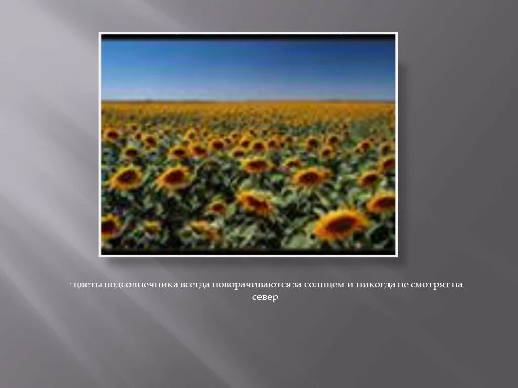 Верить в хорошее. Всегда повернуться. Подсолнухи всегда поворачиваются к солнцу. Возле светки всегда крутились кавказцы поэтому. Всегда повернуться.