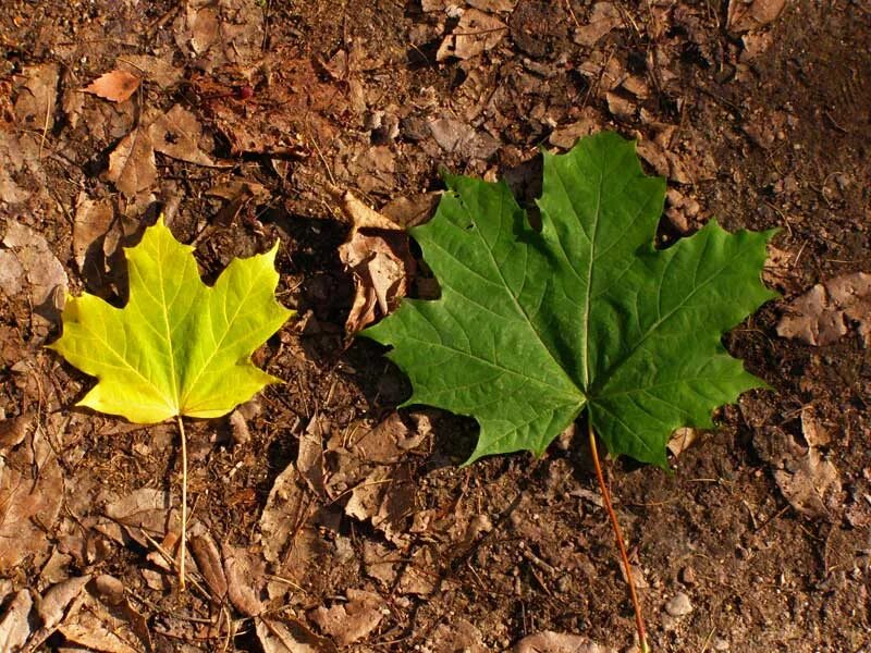 Листья кленов похожие на лапы резко. Клен сахарный остролистный. Клен остролистный семена. Клен канадский остролистный. Клен остролистный лист.