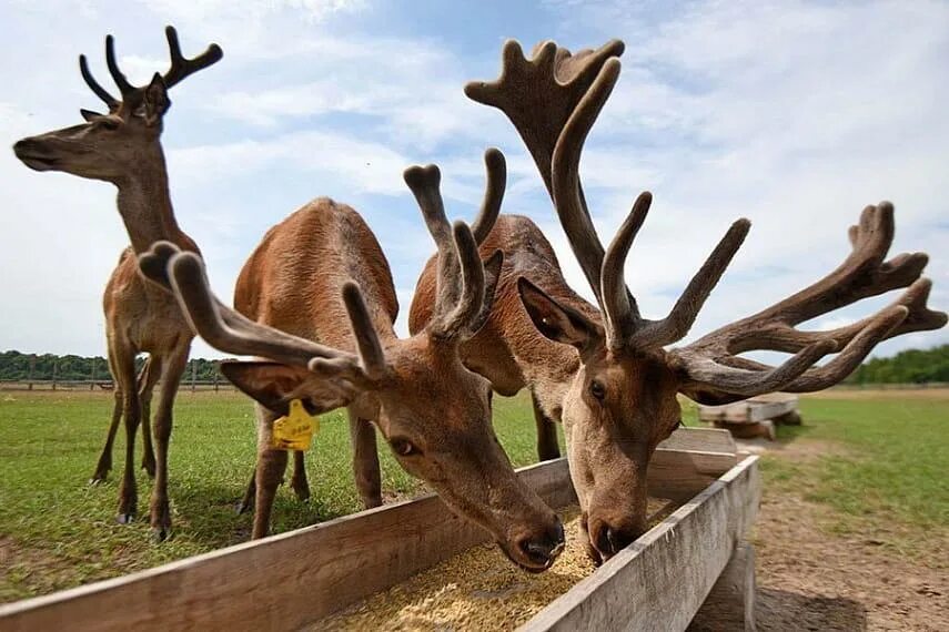 Оленья ферма Deer Farm. Оленья ферма в Орехово-Зуево. Оленья ферма бархатные рога Иткуль. Ферма Северный олень Анциферово. Ферма оленьих рогов