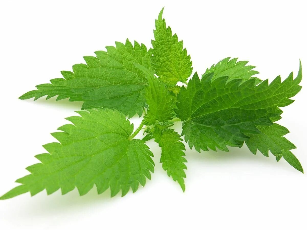Крапива двудомная. Urtica dioica leaf extract. Urtica dioica leaf extract. Крапива двудомная (urtica dioica l. Urtica dioica extract.