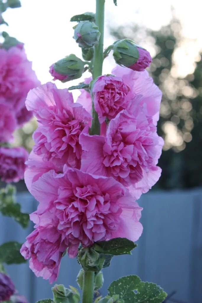 мальва махровая. шток роза скарлет. мальва шток – роза розовая. мальва махровая многолетняя. шток-роза виолет.