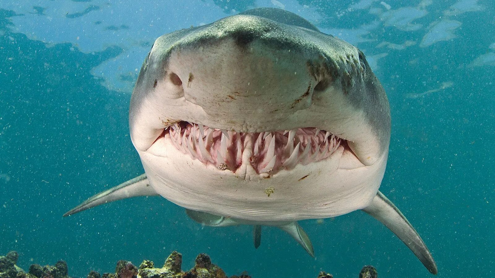 Нападение 5 букв. Акула тигровая Шарк. Акула белая, акула-людоед, кархародон. Maneater тигровая акула. Тигровая акула и белая акула.