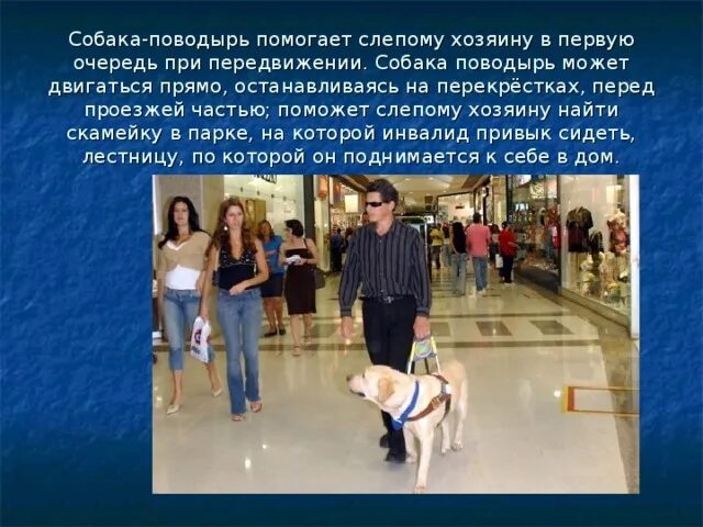 Дай поводырь 4. Собака поводырь информация. информация слепым собака поводырь. собака-проводник или собака-поводырь. подготовка собак-проводников слепых.