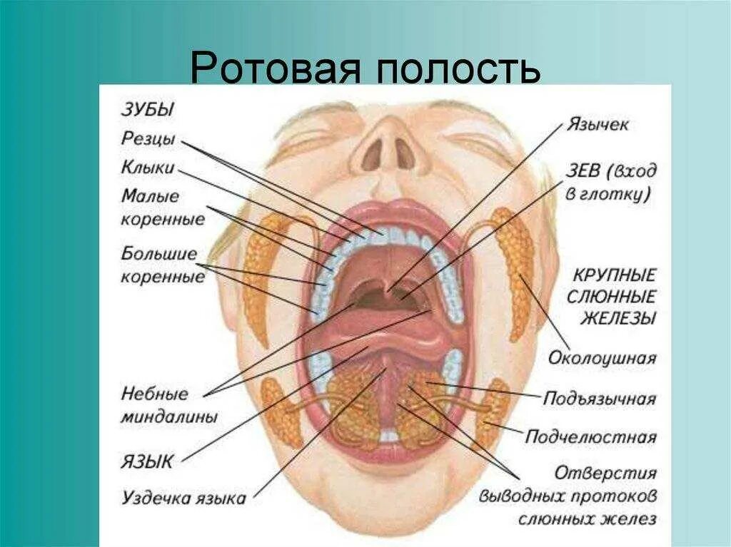 Ротовая полость строение анатомия. Строение ротовой полости человека схема.