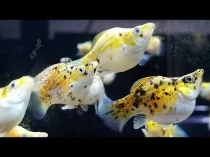 Пятнистые аквариумные рыбки