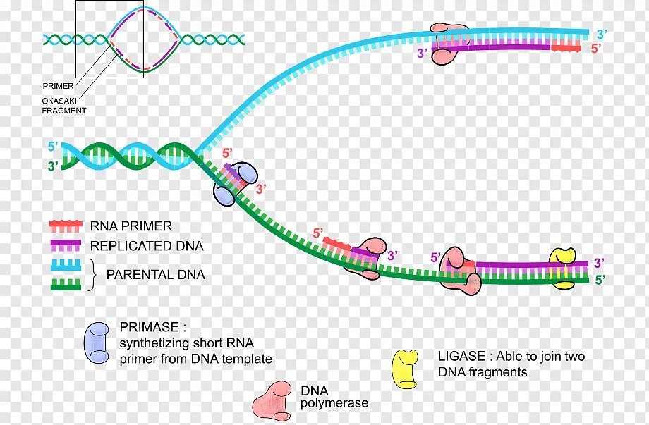 Праймеры в репликации. Праймеры репликации ДНК. Праймер репликация. РНК праймер в репликации.