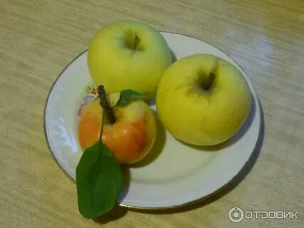 Яблоня сорт феникс алтайский