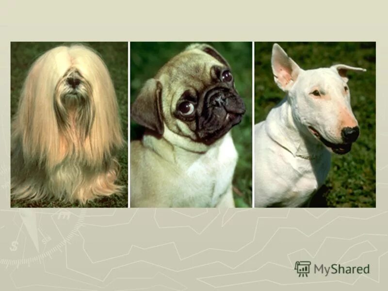 Искусственные породы животных. Искусственно выведенные породы животных. Искусственные породы собак. Селекция собак.