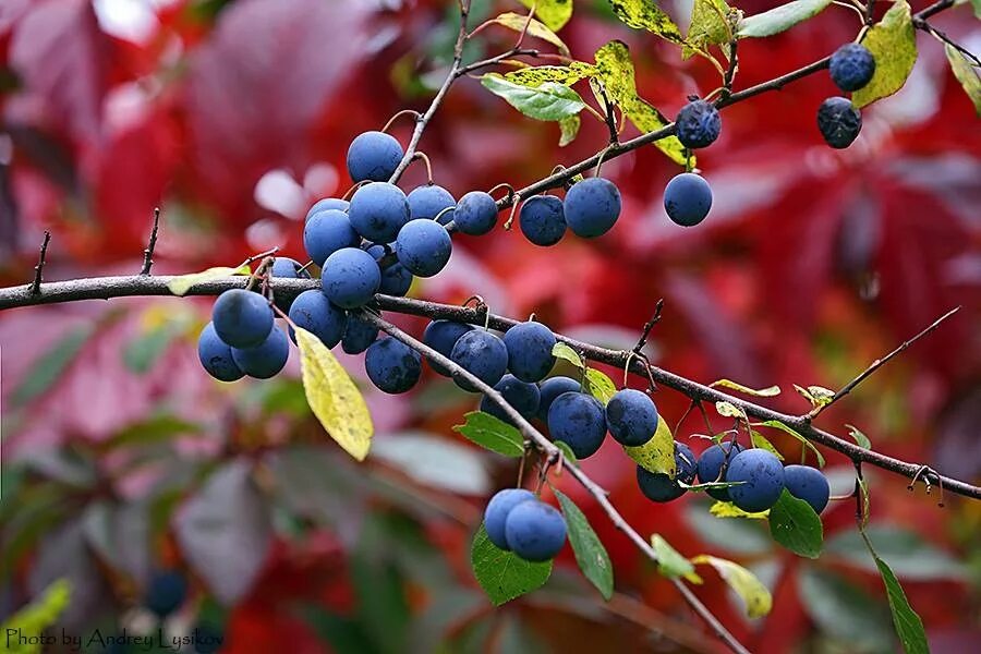 Тёрн ягода. Дикая слива терн. Терн терновник. Тёрн кустарник ягоды. Терн терновник.