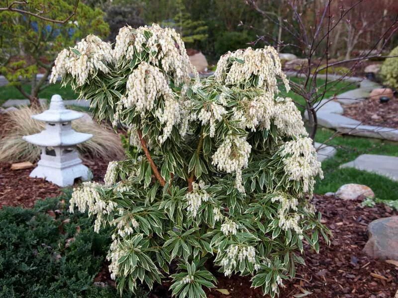 Японский сорт. Пиерис вариегата японский. пиерис японский (сорт &#039;variegata&#039;). пиерис японский pieris japonica. пиерис японский (сорт &#039;forest flame&#039;).