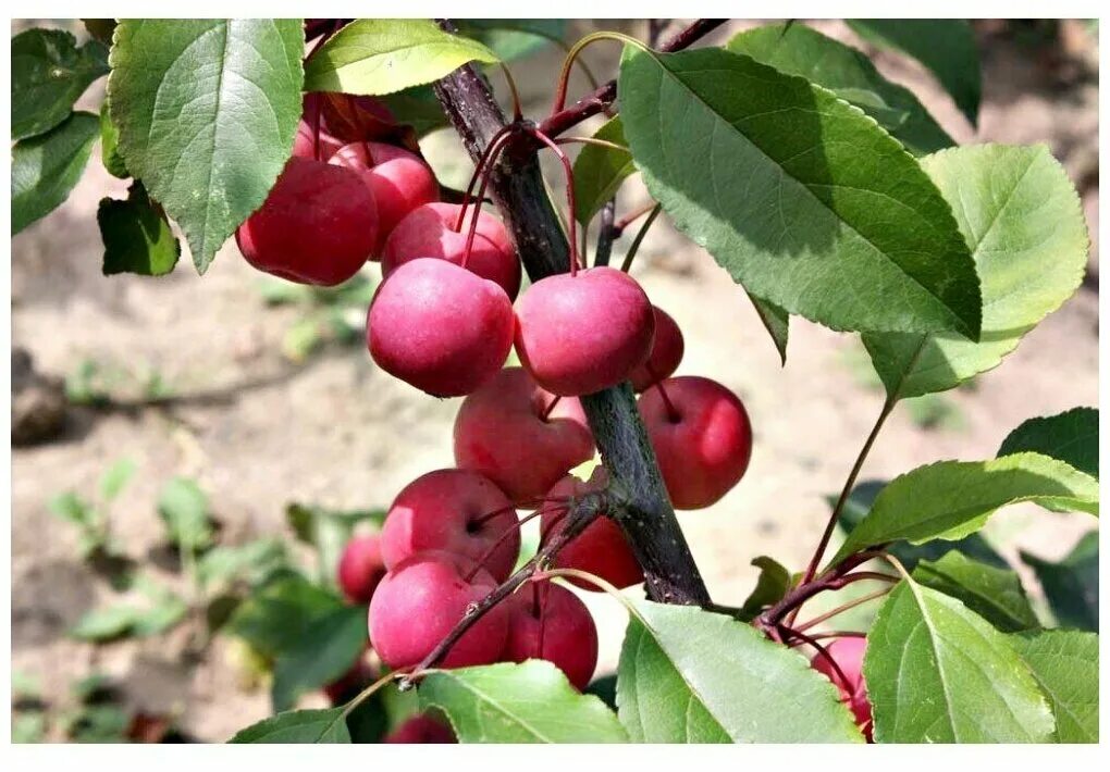 Малус торм. Яблоня Malus Ola. Яблоня Ола - Malus Ola. Яблоня Райская краснолистная. "Яблоня декоративная Ola Malus Ola".