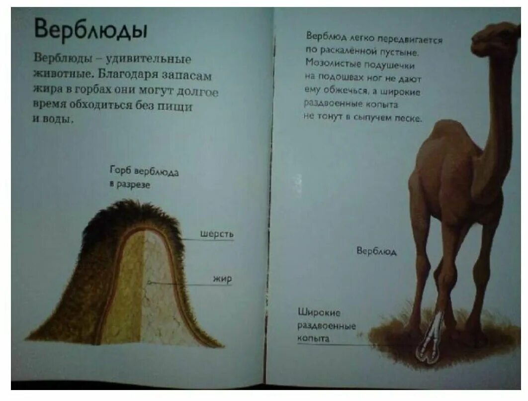 Читаем верблюду