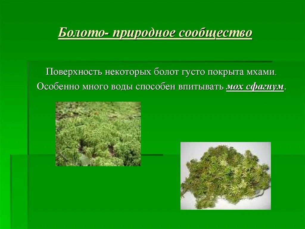 Составляющая болотной. Природное сообщество болото. Презентация природные сообщества болото. Растительные сообщества болот. Болотное природное сообщество.