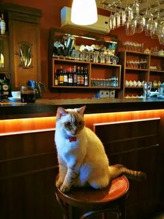 Ресторан коте