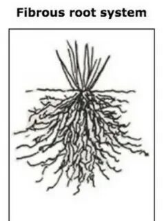 Main root
