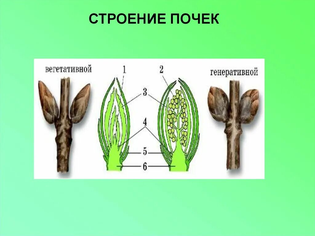 Вегетативная почка на побеге. Вегетативная почка и генеративная почка. Строение почек растений вегетативная и генеративная. Строение вегетативной и генеративной почки. Строение генеративной почки растения.