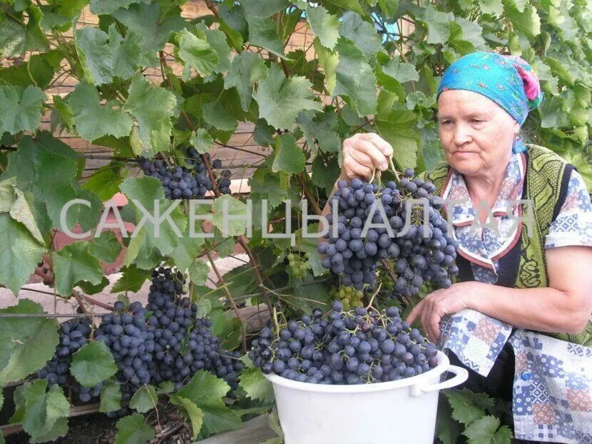 Заросли винограда. Снт виноградарь. У бабушки растет на даче виноград. У бабушки растет на даче виноград. Виноград на даче.