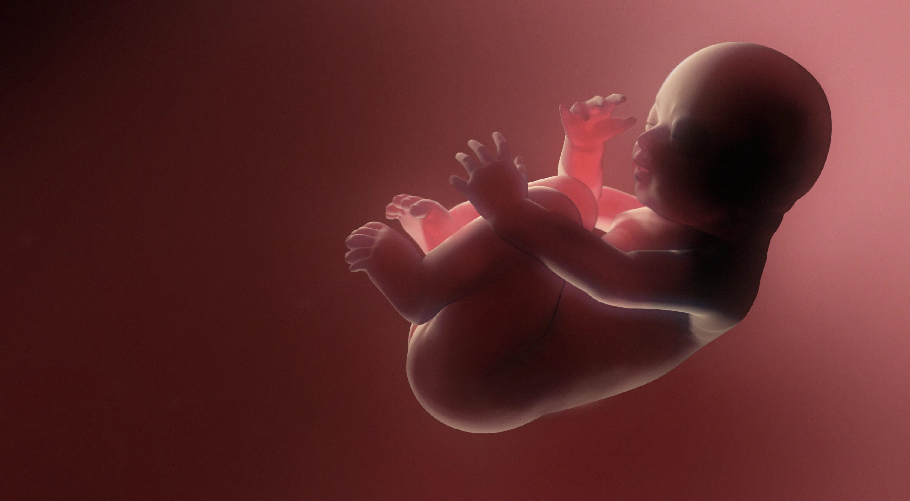 Эмбрион в утробе матери. Plod Rewena. Шум в утробе матери