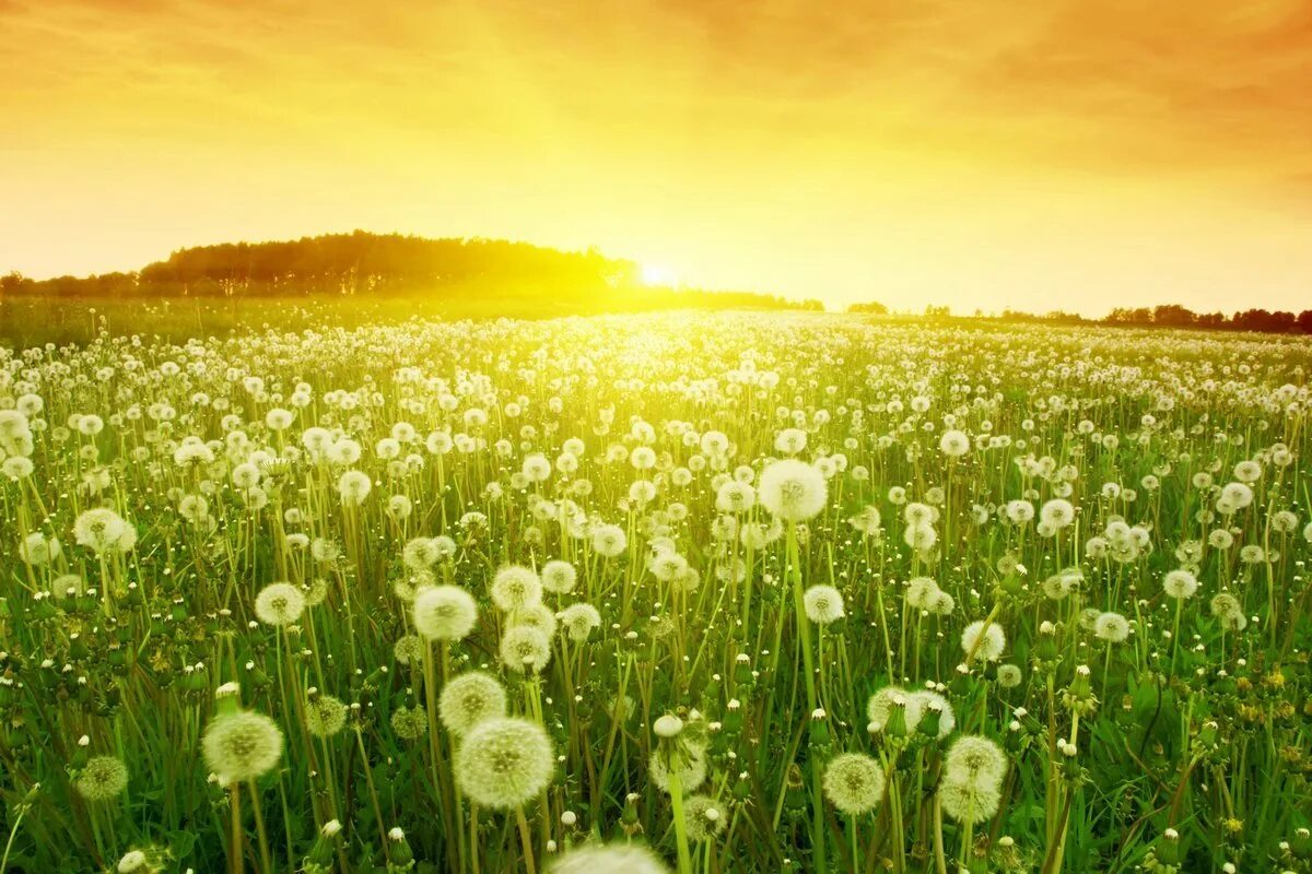 Dandelion field