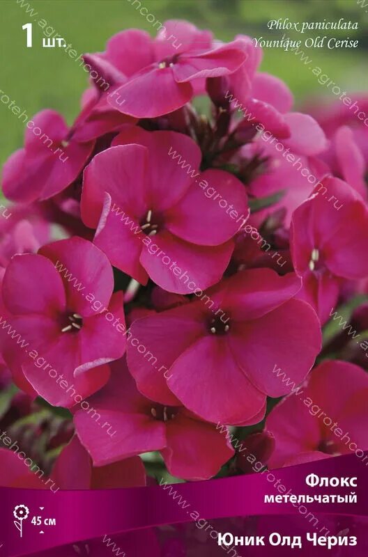 Флокс метельчатый юник. Флокс юник олд пурпл. Юник олд. Флокс метельчатый юник олд пепл. Флокс метельчатый юник олд пинк.