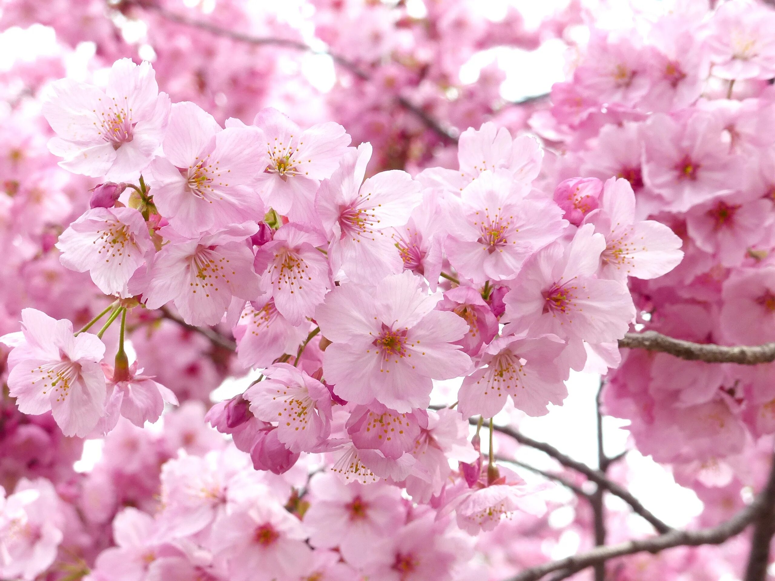 New blossom. Черри блоссом дерево. Сакура черри блоссом дерево. Сакура японская вишня. Вишня черри блоссом.