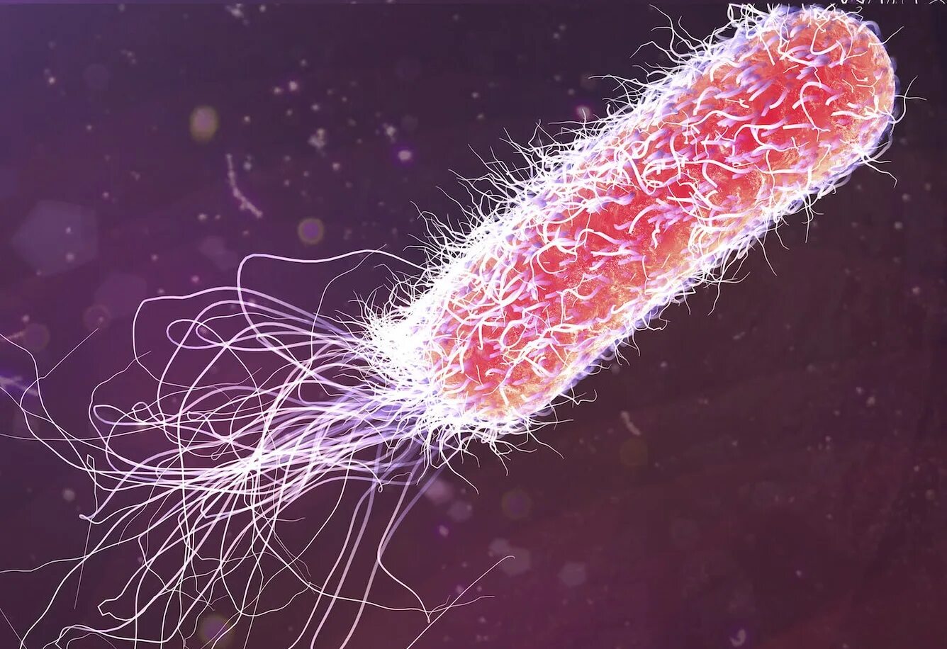 Кишечные палочки какая группа. Кишечная палочка Escherichia coli. Эшерихиоз возбудитель. Возбудитель колибактериоза. Уропатогенная кишечная палочка.