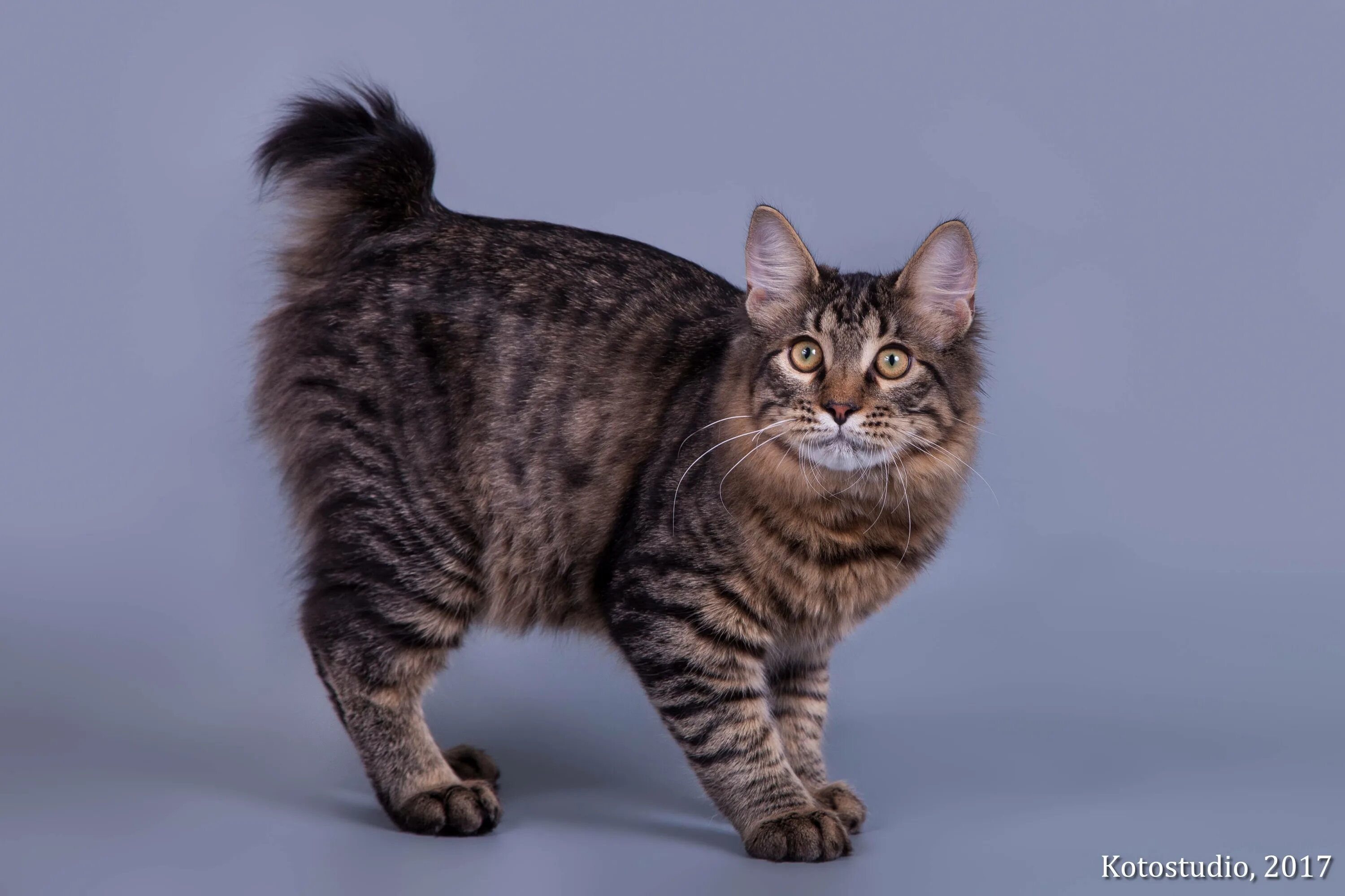 American bobtail. Курильский бобтейл. Американский бобтейл короткошёрстный. Бобтейл кот. Бобтейл Кимрик.