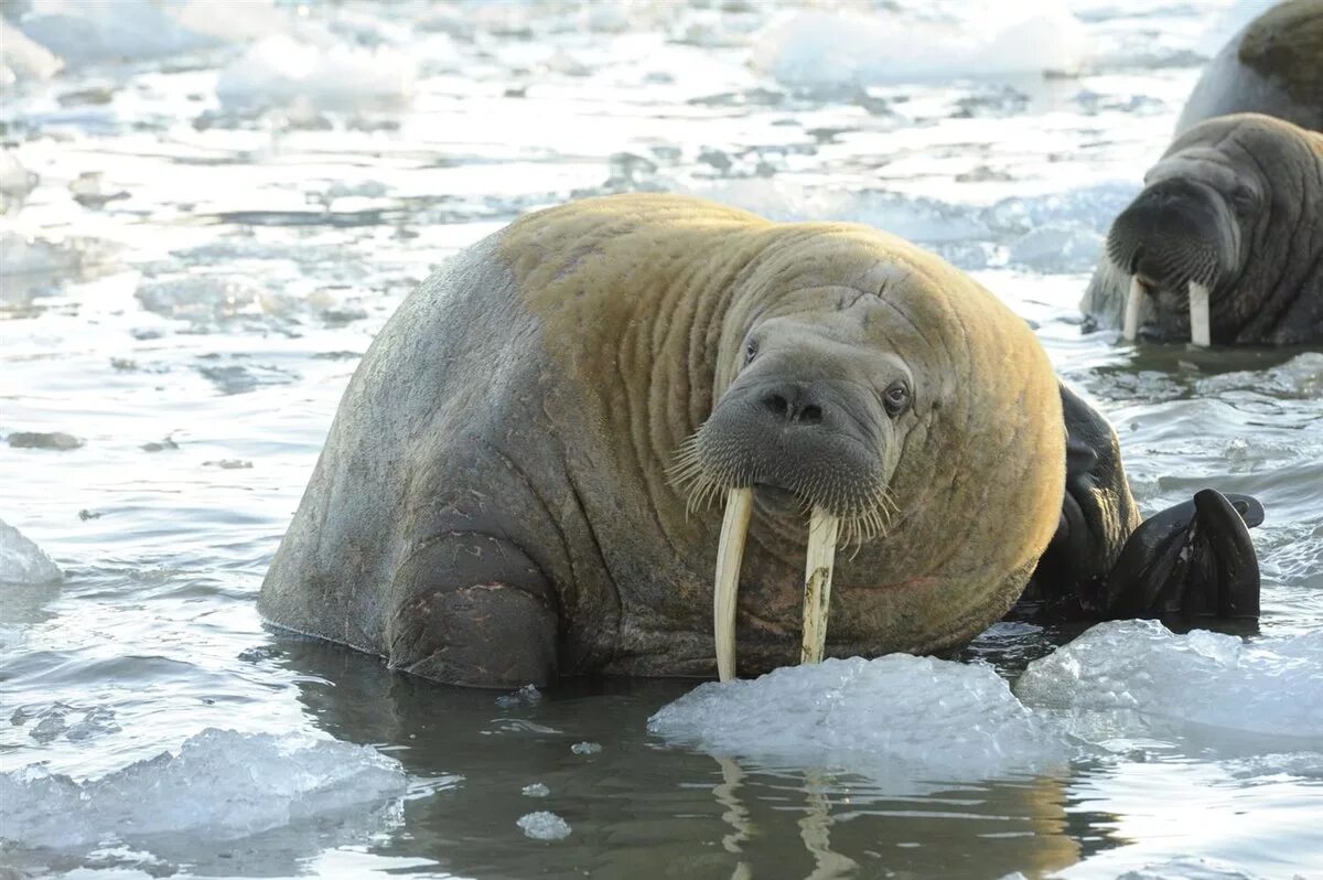 Морж (odobenus rosmarus). Ластоногие моржи. Тихоокеанский лаптевский морж. Морж группа животных. Морж группа животных.