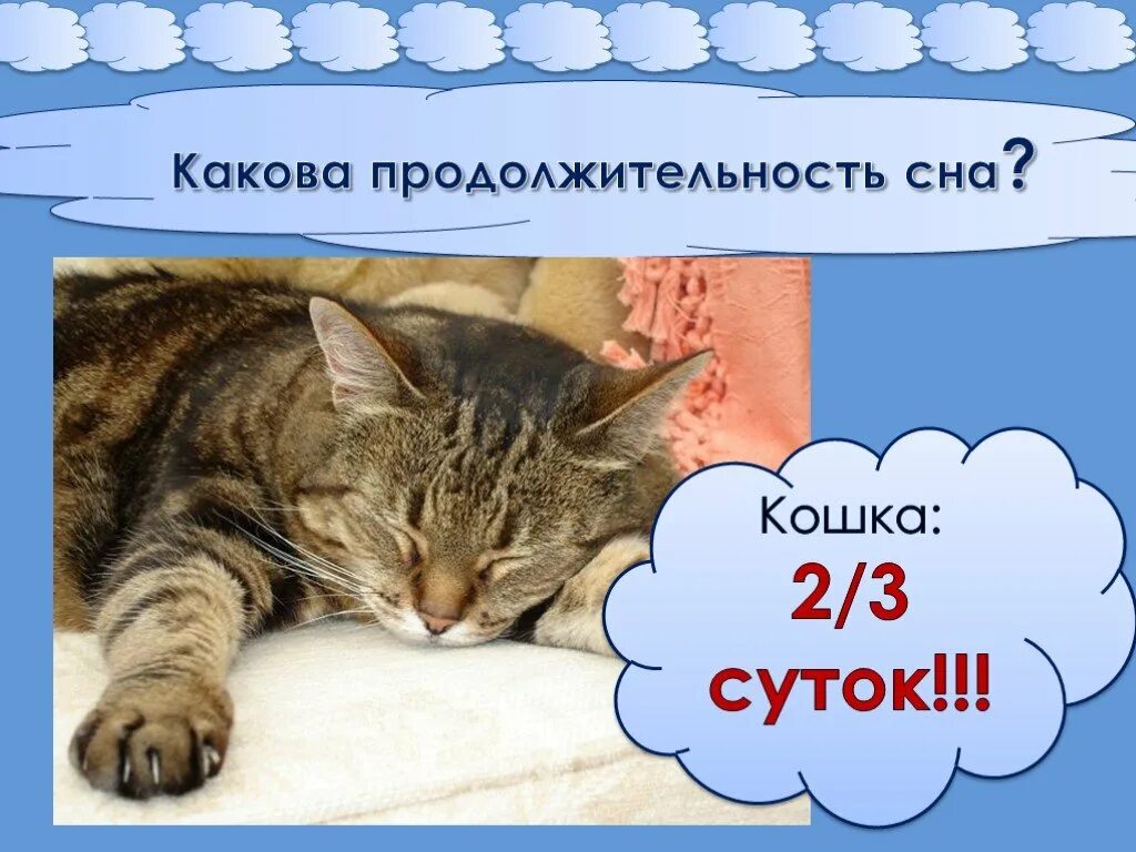 Сколько спят котята в 2. Сколько спят кошки. Продолжительность сна кошки. Сколько спят коты в день.