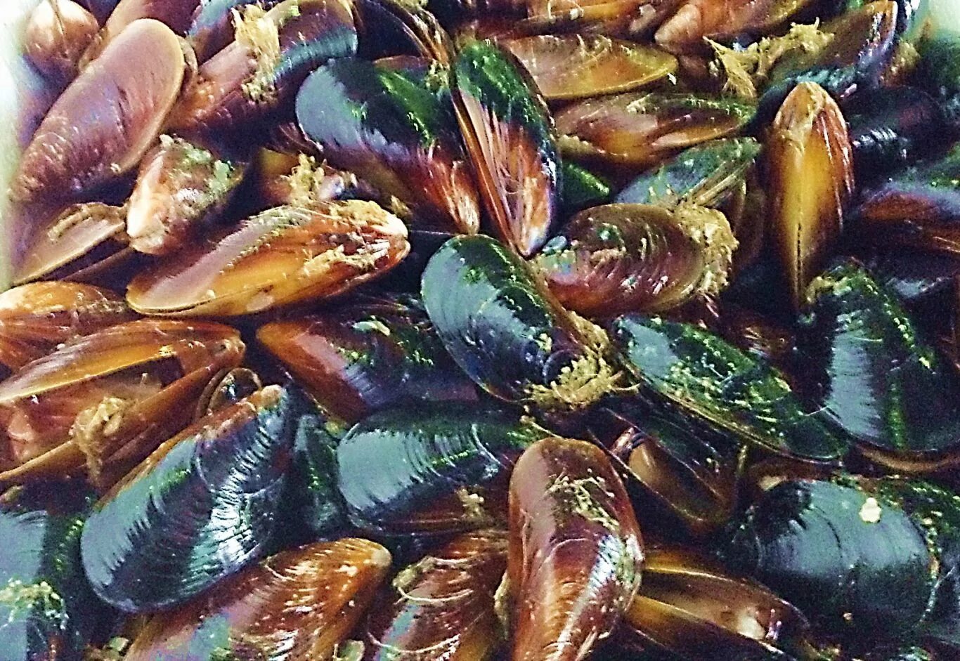 Мидия моллюск. Мидии оптом. Мидия моллюск. Мидии фото. Мидии чили 40/60.