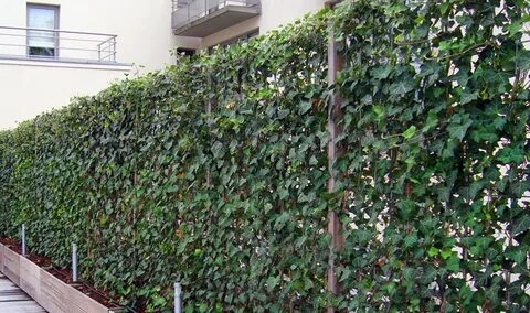 Plant impact
