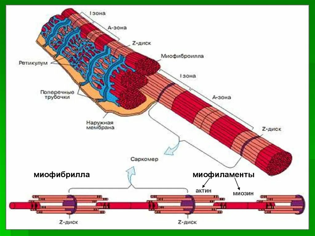 Саркомера мышечного волокна. Мышечное волокно миофибриллы саркомер. Схема саркомера миофибриллы мышечного волокна. Скелетная мышечная ткань саркомер. Строение мышечной ткани саркомер.