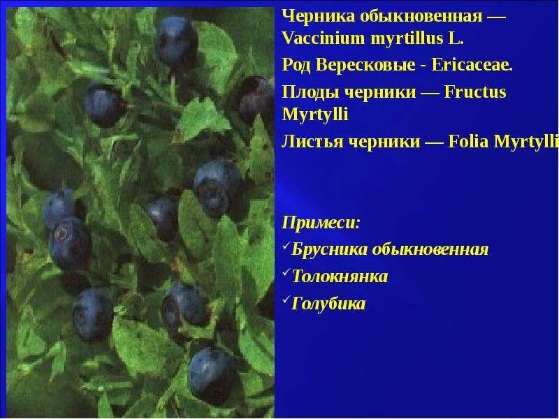 Vaccinium myrtillus - черника обыкновенная. Fructus myrtilli плоды черники. Дубильные вещества. Черника дубильные вещества. Дубильные растения примеры