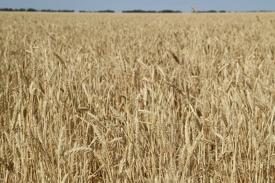 Посею рожь и кукурузу. Озимая пшеница. Ставрополье пшеница. Озимая пшеница зерно. Пшеничное поле Ставрополья.