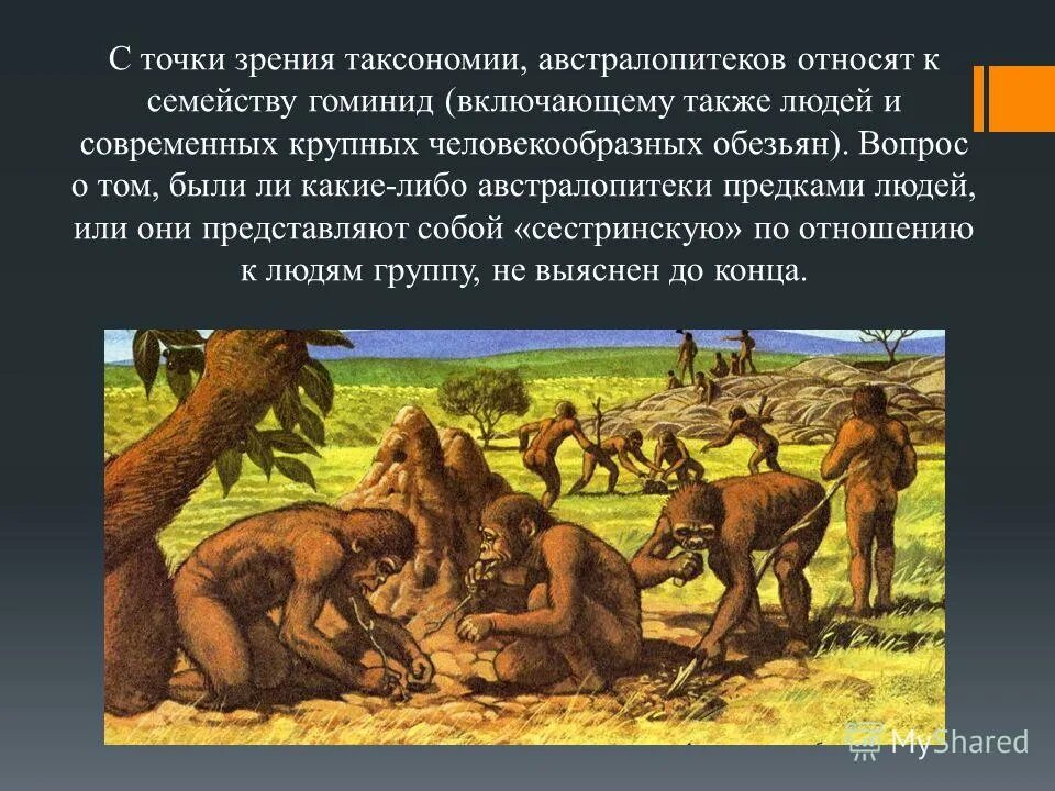 грацильные австралопитеки виды. Australopithecus afarensis (австралопитек афарский). австралопитек. внешность австралопитека. период существования австралопитеков.