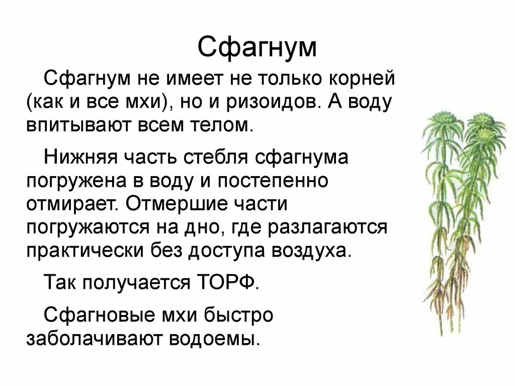 Почему сфагнум